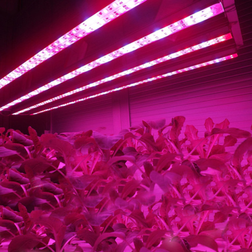 Hydroponic LED Grow Işık Şeridi