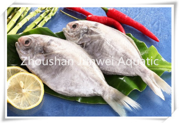 Good Fresh frozen butterfish