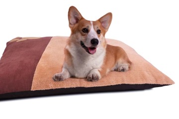 Pet Bed Large w/ Dog Paw