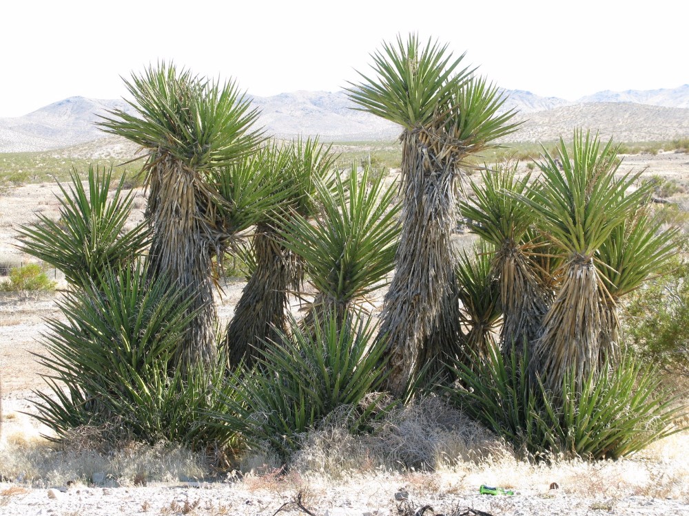 Yucca Schidigera