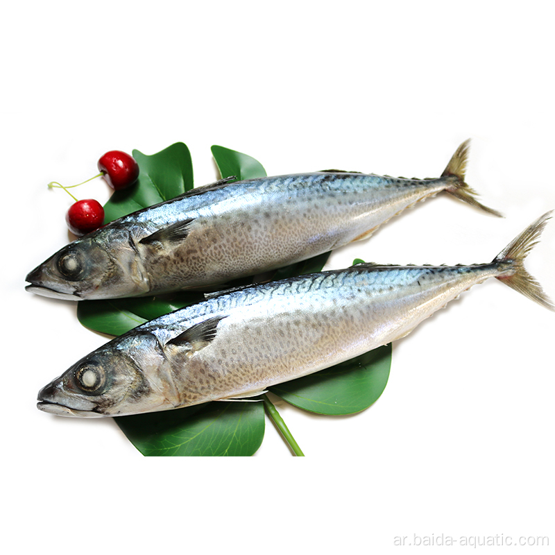 Frozen Pacific Mackerel Fish 20 And 25