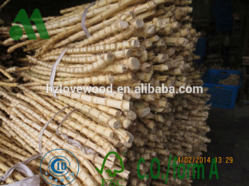 Bamboo Root Cane, Bamboo Rhizome in Good Quality, High Quality Bamboo Root Sticks