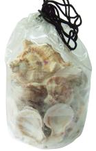 Natural Seashell  Decorative Seashells