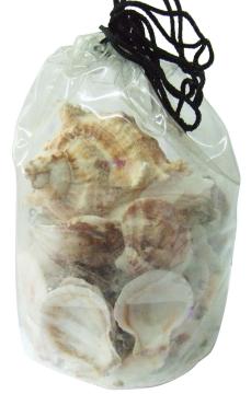 Natural Seashell  Decorative Seashells