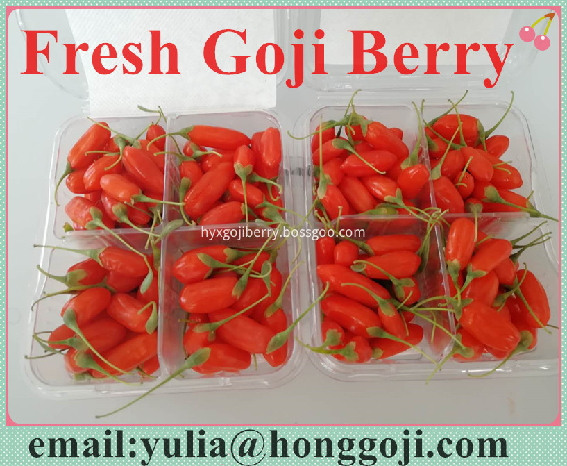 Fresh Goji Berry1