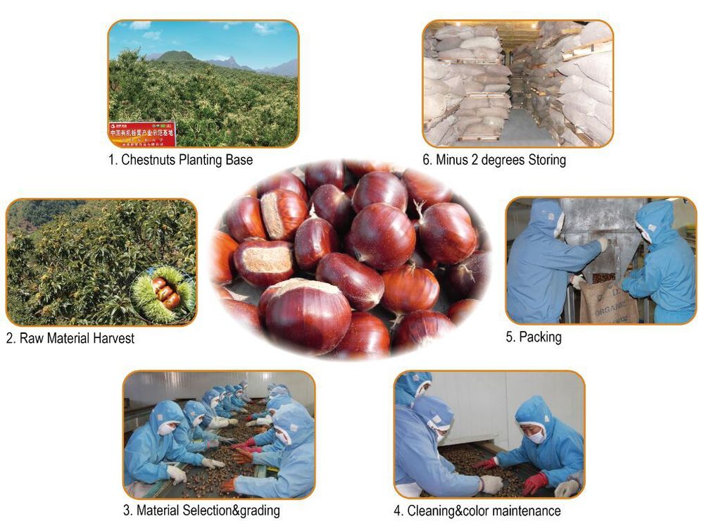 Bulk chinese chestnuts for sale