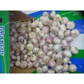 2020 New Season Normal White Garlic