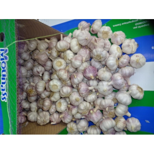 2020 New Season Normal White Garlic