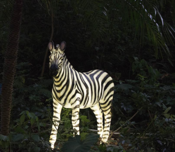 Outdoor Little Zebra B Lights