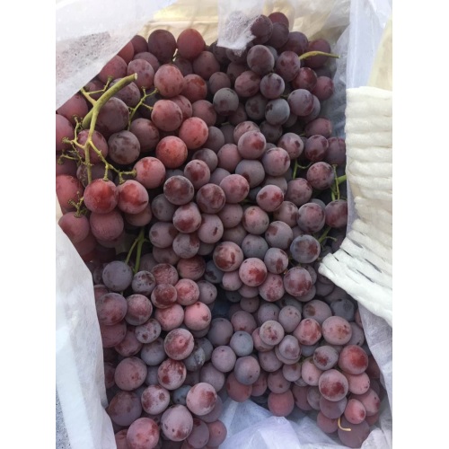 Segar Qulality Red Grape Bagus