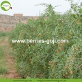 Groothandel Bulk Variety Low Pesticide Goji Berry