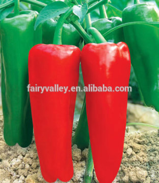 Red chili peppers seeds