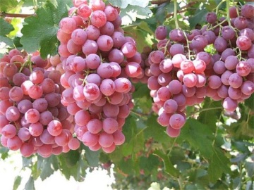 Red grapes from yunnan