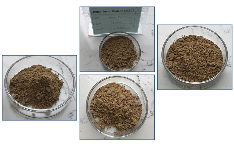 Most Favourable Price Bacillus Pumilus Powder