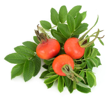 Top Quality 100%Quality Rosehip fruit Extract Powder/Herb Extract/Plant Extract Powder