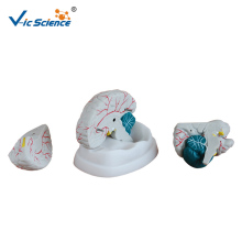 New Style Brain Model