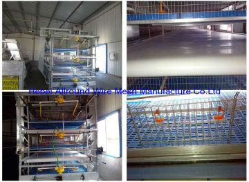 Automatic pullet cage/Poultry farming equipments  