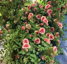 High Quality 160cm Silk Artificial Rose Vine Garland for Garden Decor