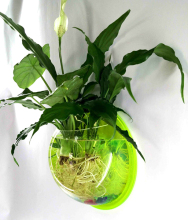 New Products Shenzhen Manufacturer acrylic wall mount fish bowl