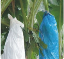 PE white banana bunch bag 40micron