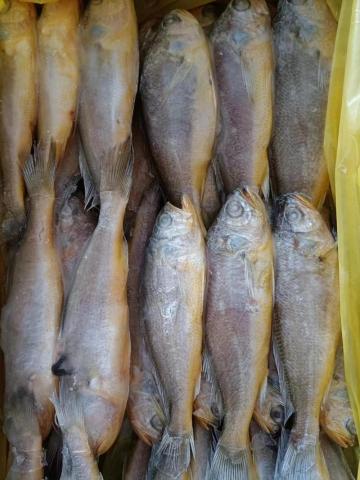 FROZEN SMALL YELLOW CROAKER /BABY YELLOW CROAKER