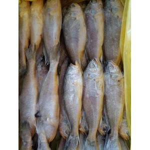 Croaker kuning kecil beku /croaker kuning bayi