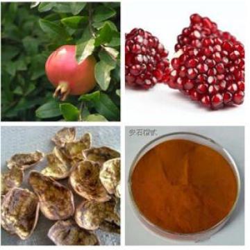 Punica Granatum PEFor Health Benifits