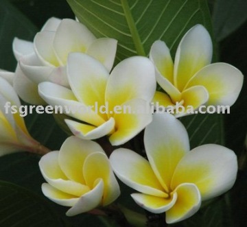 plumeria rubra trees