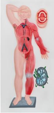 Lymphatic system relief model