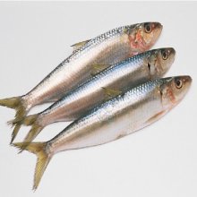 سمك السردين المعلب في محلول ملحي