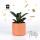 Terracotta Planter met drainagegat en schotel