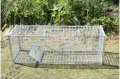 Fox Wild Boar Cage Trap a la venta