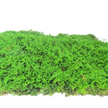 Dried Stabilized Real Plant Wall Decor