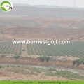 Factory Supply Natural Dried Wolfberries