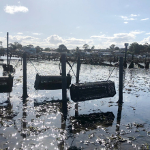 Oyster Cradle Rolling Culture 10mm Oyster Cage