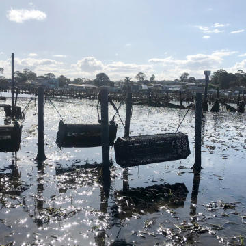 Oyster Cradle Rolling Culture 10mm Oyster Cage