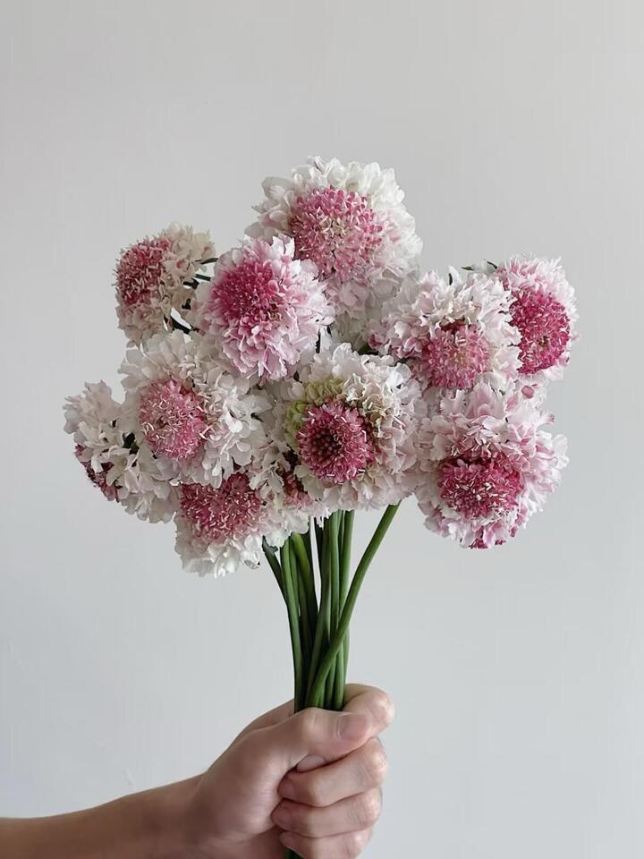 مغرفة سكابيوزا مارشميلو Scabiosa Marshmallow Scoop