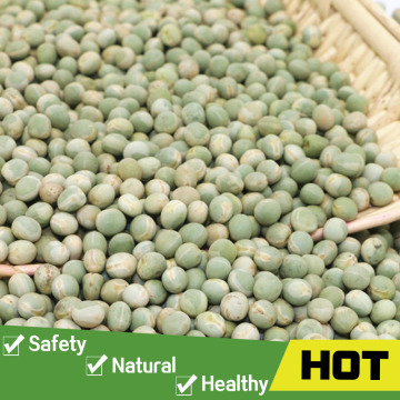 2016 new pea protein pea protein