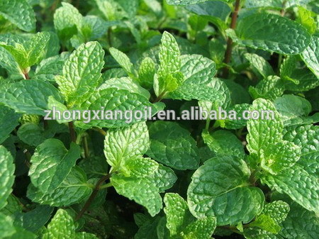 Alta qualidade Mentha Piperita óleo essencial de hortelã-pimenta