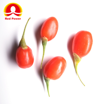 Red Power QIZITO fruit of chinese wolfberry the fruit of chinese wolfberry goji berry wolfberry