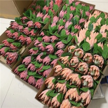 Factory Direct Sale: YAYUN J-1327 70cm High Artificial King Protea Plants