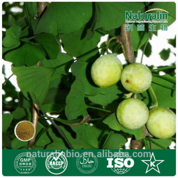 GMP,ISO Gingko Biloba Leaf Extract sex products