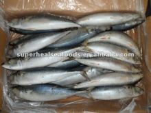 Fish Pacific mackerel Scomber scombrus