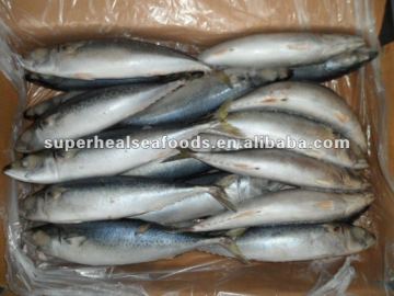 Fish Pacific mackerel Scomber scombrus