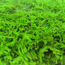 Factory Supply Dried Peat Real Stabilized Flat Moss for Moss Wall Art