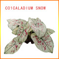 top selling caladium mix factory