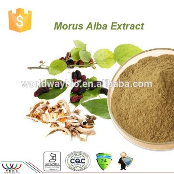 GMP factory supply chinese herb medicine mulberry bark extract / mulberry bark powder / 5% to 20% Flavonoids