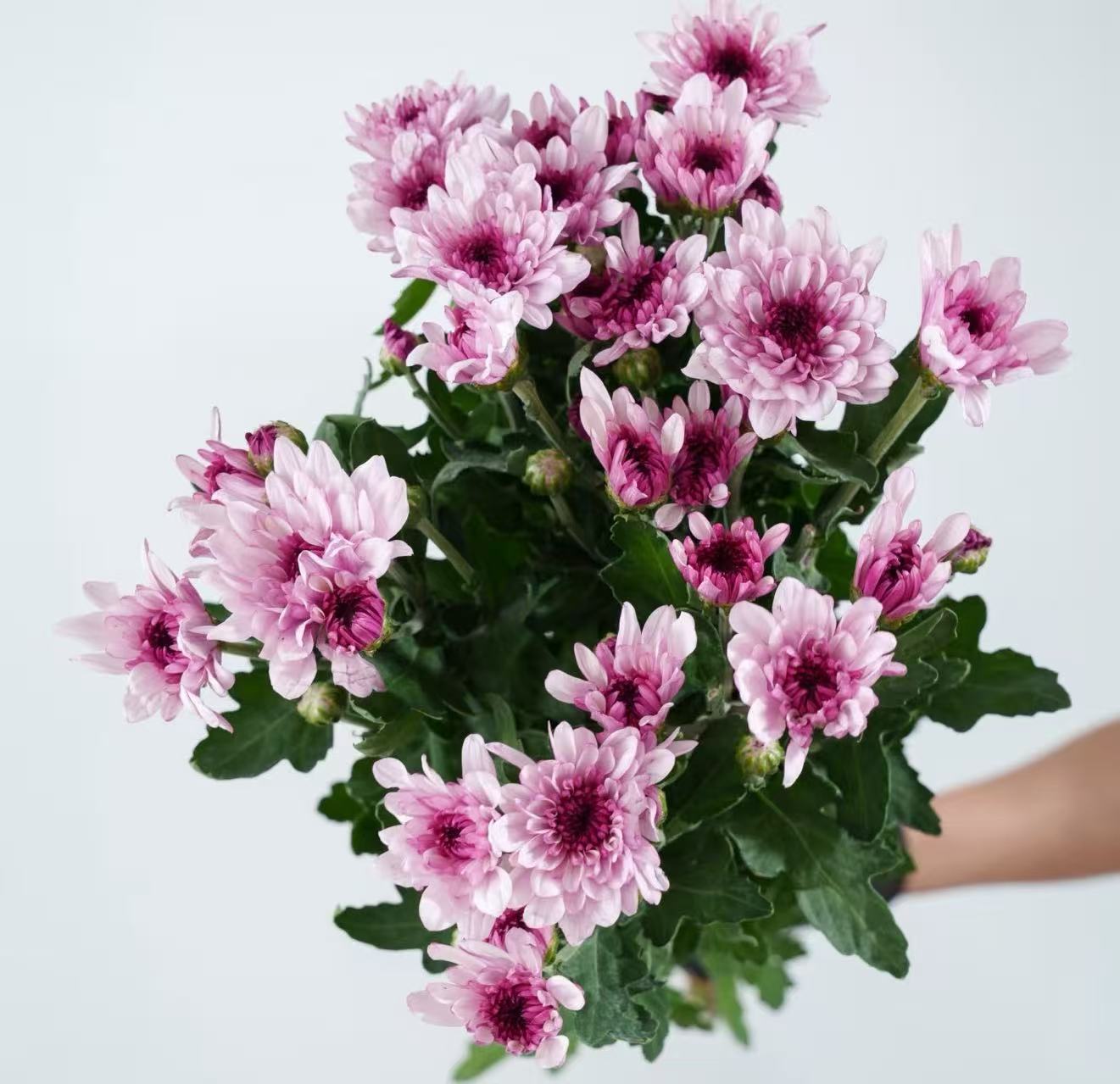গোলাপী টেডান ক্রাইস্যান্থেমাম Pink Tedan chrysanthemum