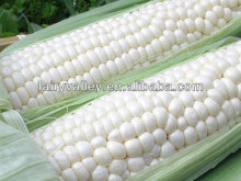 High Yield Hybrid F1 White Field Corn Seed For Sale