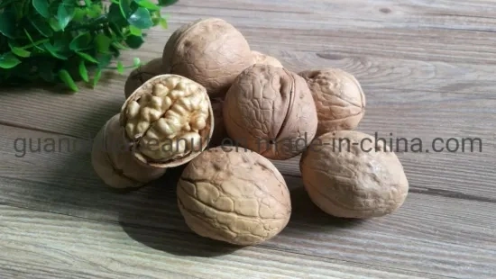 Hot Sales Walnut in Shell From China